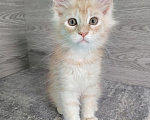 Кошки в Железногорске: Котята мейн кун Девочка, 50 000 руб. - фото 2