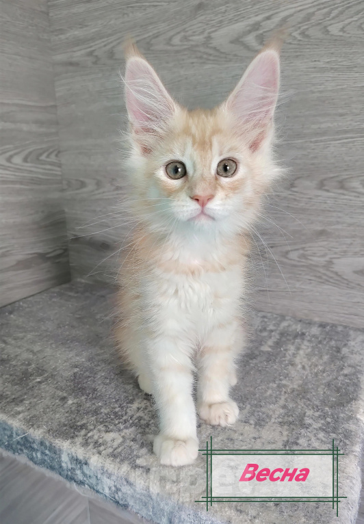 Кошки в Железногорске: Котята мейн кун Девочка, 50 000 руб. - фото 2