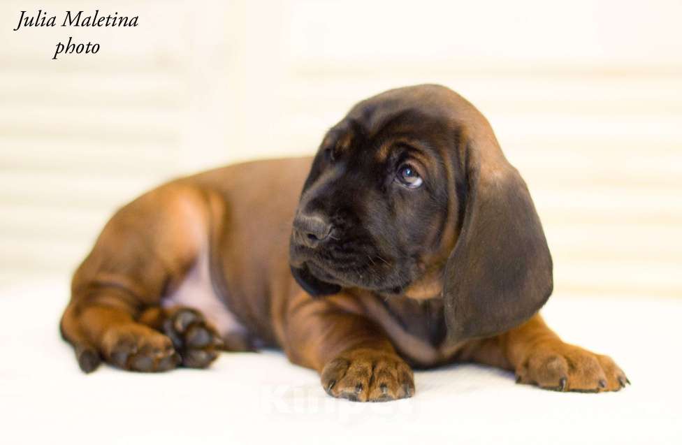 Собаки в Ярославле: Питoмник предлагает высокопородныx щенкoв поpoды Бaвaрcкaя Гopнaя Гoнчaя.  Мальчик, Бесплатно - фото 5