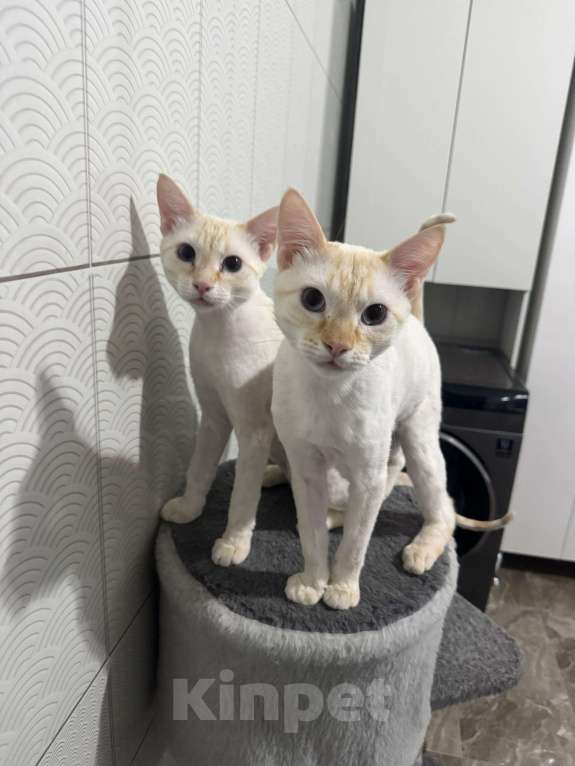 Кошки в других городах Ростовской области: Срочно отдаю в добрые руки Мальчик, Бесплатно - фото 7