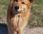 Собаки в Гатчине: Рыжая собака Мальчик, 5 000 руб. - фото 2