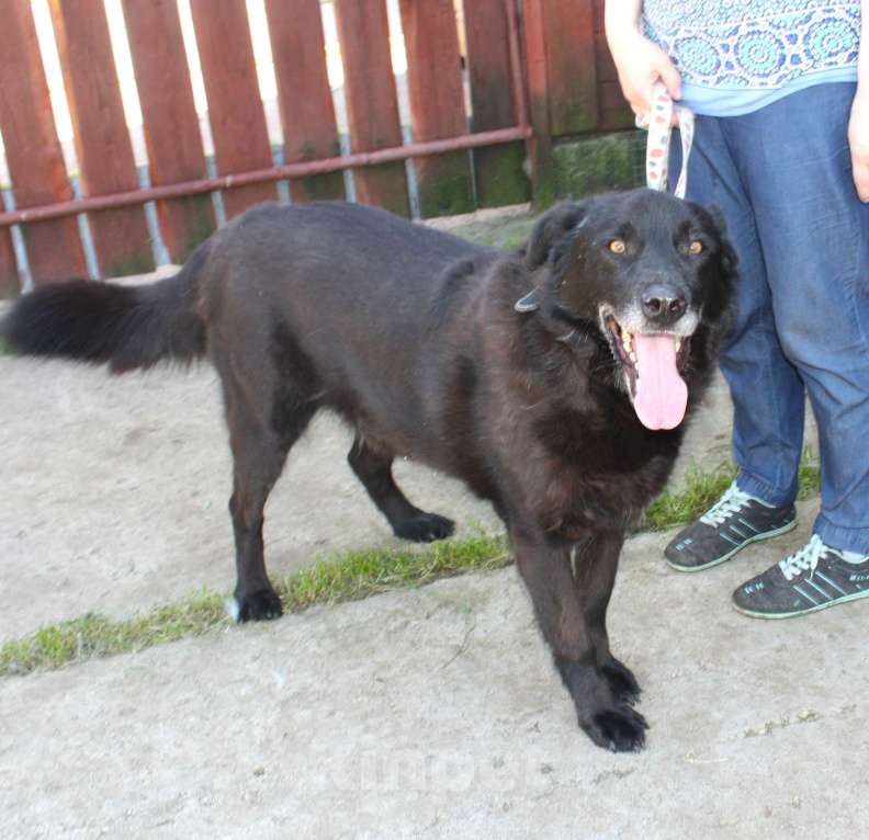 Собаки в Москве: Верный Черныш всю жизнь не перестает ждать свою семью! Мальчик, Бесплатно - фото 7