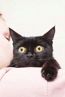 черная кошка Бэти ищет дом