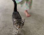 Кошки в Апрелевке: Ласковый котенок ищет дом  Мальчик, Бесплатно - фото 2