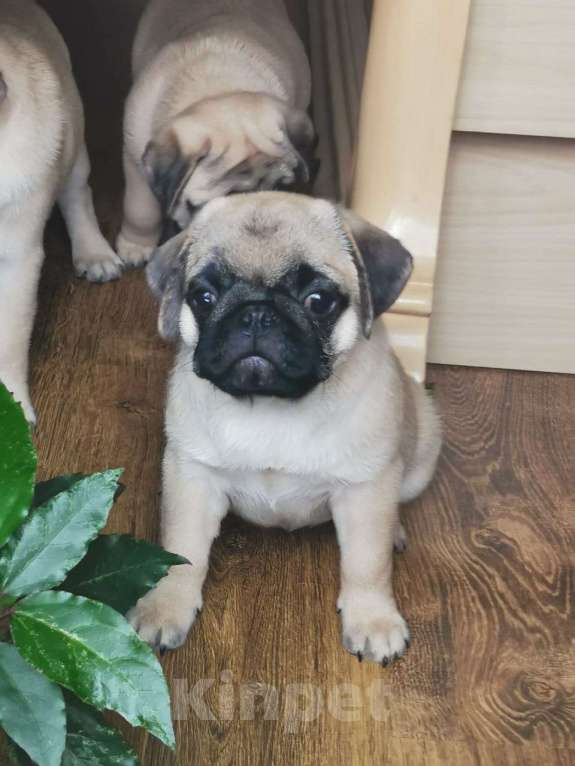 Собаки в Озерске: Щенок мопса Девочка, Бесплатно - фото 3