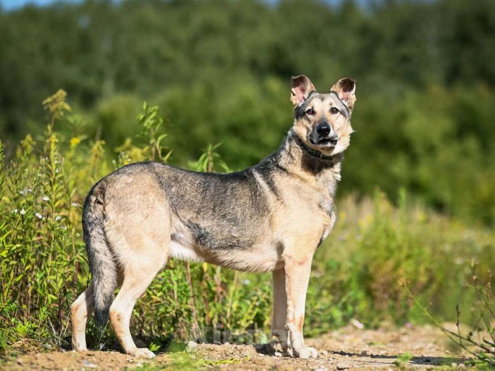 Собаки в Химках: Лосик в добрые руки Мальчик, Бесплатно - фото 4