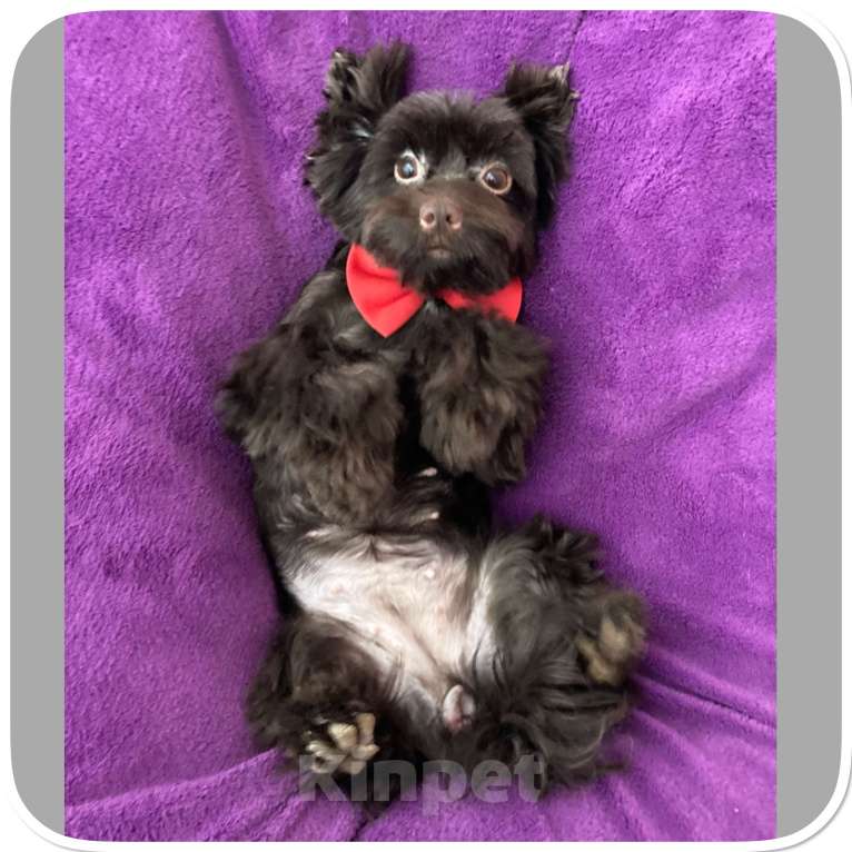 Собаки в Москве: Йорк девочка крупная и взрослая горький шоколад Девочка, 45 000 руб. - фото 10