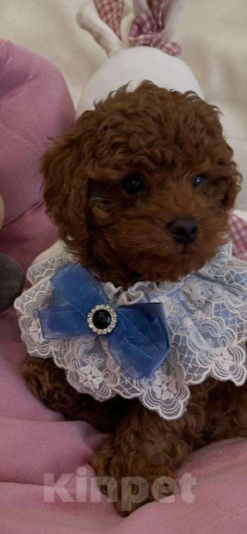 Собаки в Москве: Продаётся малыш Мальчик, 100 000 руб. - фото 3