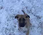 Собаки в Москве: Щенок замерзает на улице , срочно нужно найти дом !! Девочка, Бесплатно - фото 1
