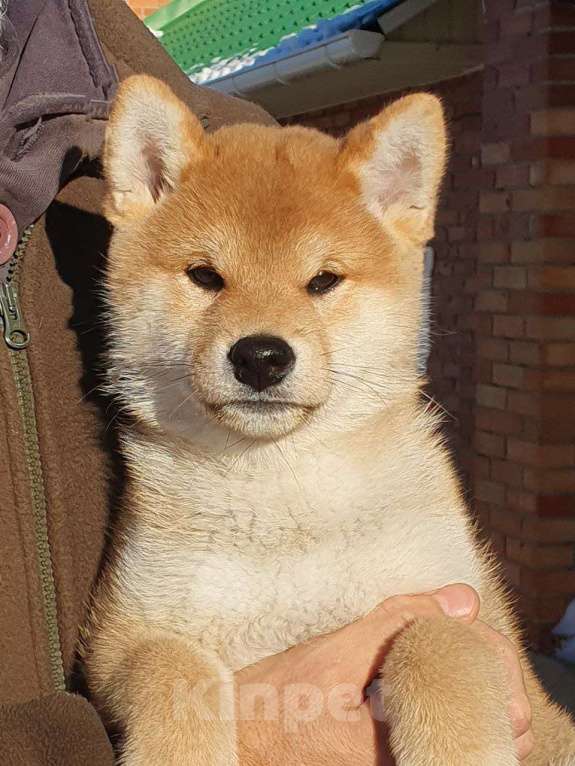 Собаки в Омске: Мальчик сиба ину Мальчик, Бесплатно - фото 1