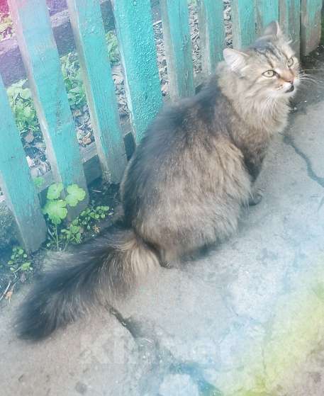 Кошки в других городах Омской области: Кошка в добрые руки отдам Девочка, Бесплатно - фото 8