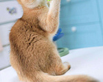 Кошки в Владивостоке: Очаровательная девочка британской породы Девочка, 100 000 руб. - фото 3