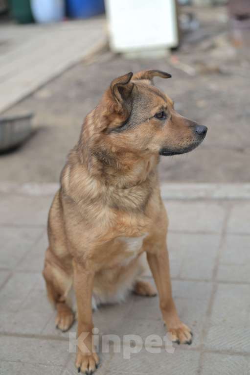 Собаки в Красногорске: Маленькая девочка Каштанка очень нуждается в хозяине  Девочка, Бесплатно - фото 7