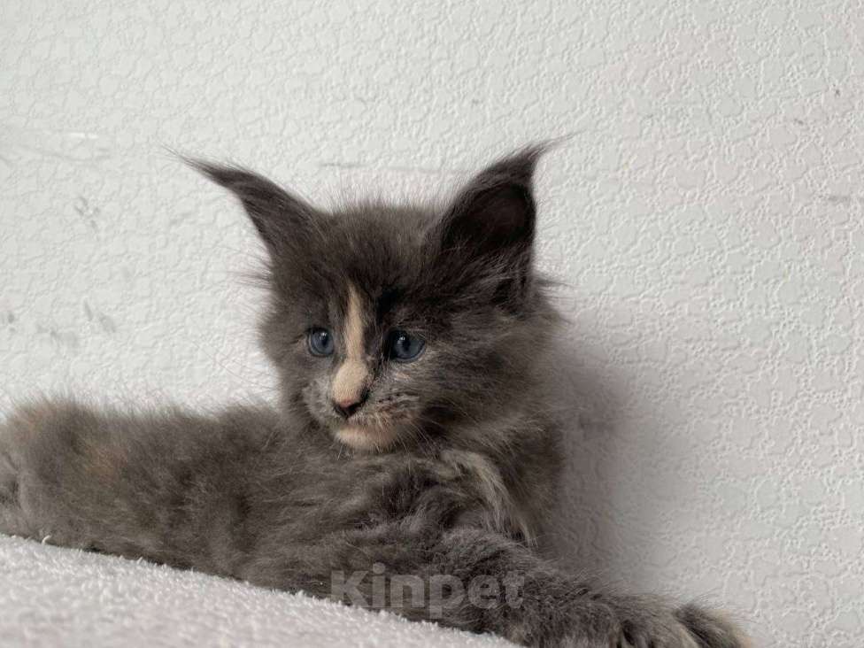 Кошки в Одинцово: Котенок мейн кун Девочка, 20 000 руб. - фото 4