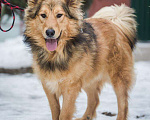 Собаки в Москве: Шикарный пёс Леонель ищёт свою семью Мальчик, 10 руб. - фото 1