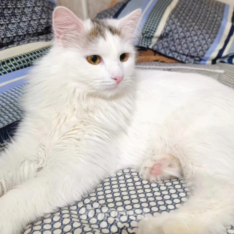 Кошки в Москве: Никому не нужный котик Бяша Мальчик, Бесплатно - фото 4