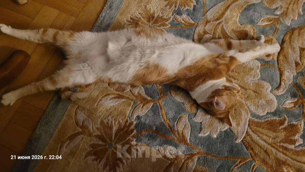 Кошки в Реутове: Очень хороший кот! Мальчик, Бесплатно - фото 6