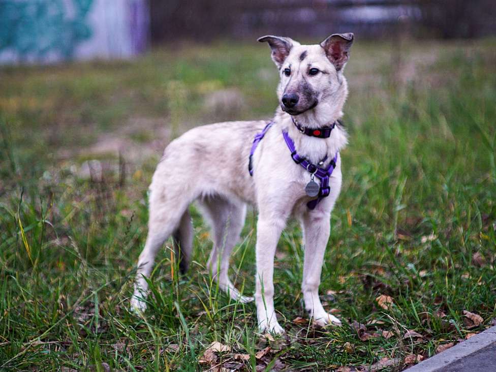 Собаки в Ногинске: Келли - щенок в добрые руки Девочка, Бесплатно - фото 5