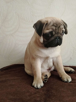 Прелестная  бежевая девочка