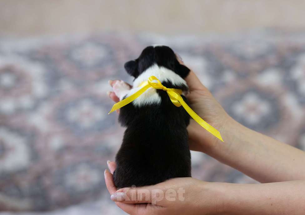 Собаки в Москве: Австралийская овчарка, щенок аусси Мальчик, Бесплатно - фото 2