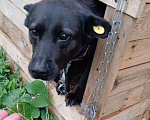 Собаки в Москве: БАГИРА-(спасённая из кровавого отлова) Нужен свой человек!Срочно! Девочка, 11 руб. - фото 2