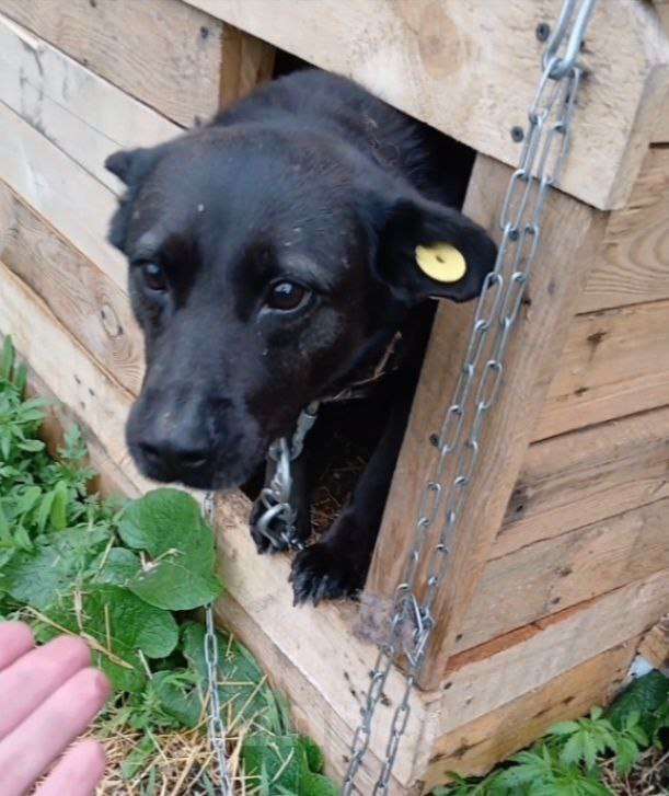 Собаки в Москве: БАГИРА-(спасённая из кровавого отлова) Нужен свой человек!Срочно! Девочка, 11 руб. - фото 2