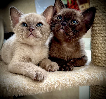 Клубные котята Европейской бурмы