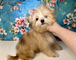 Собаки в Москве: Рыжий йорк с голубыми глазами девочка мини Девочка, 95 000 руб. - фото 8