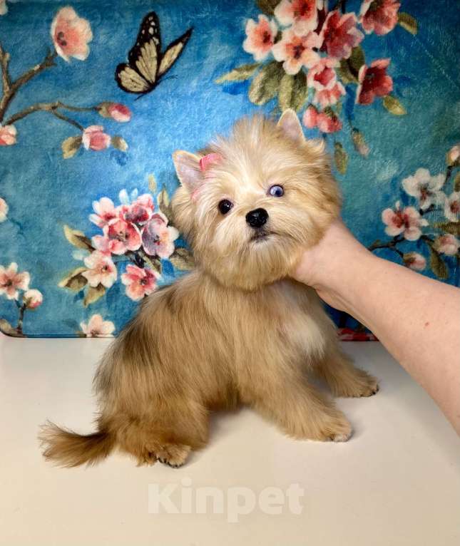 Собаки в Москве: Рыжий йорк с голубыми глазами девочка мини Девочка, 95 000 руб. - фото 8