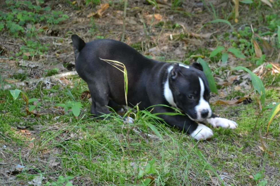 Собаки в других городах Московской области: Американский Булли стандарт Мальчик, 130 000 руб. - фото 2