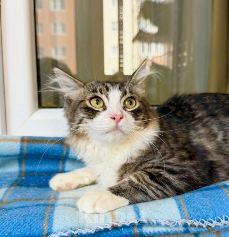 Кошки в Москве: Пушистый котёнок Нафаня в добрые руки Мальчик, Бесплатно - фото 3