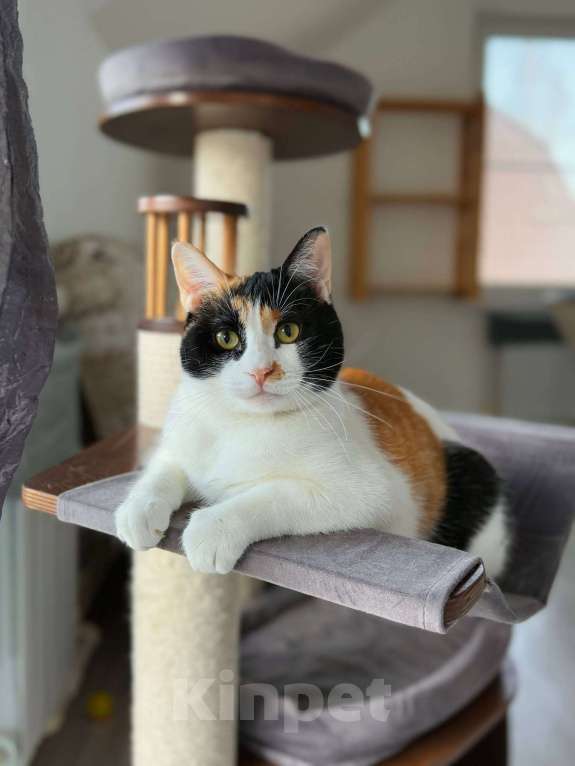 Кошки в Москве: Компанейская Дейзи мечтает о доме с вкусной едой Девочка, Бесплатно - фото 3