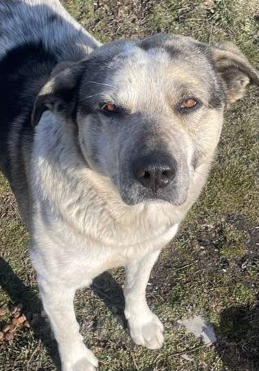 Собаки в Симферополе: Собака в дар )  Мальчик, Бесплатно - фото 4