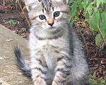 Кошки в Энгельс: Котята ищут дом Девочка, 10 руб. - фото 10
