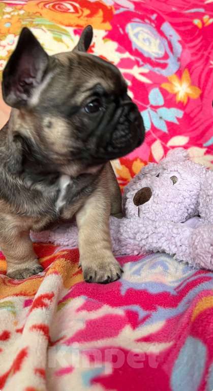 Собаки в других городах Омской области: Щенок Французский бульдог  Мальчик, 55 000 руб. - фото 1