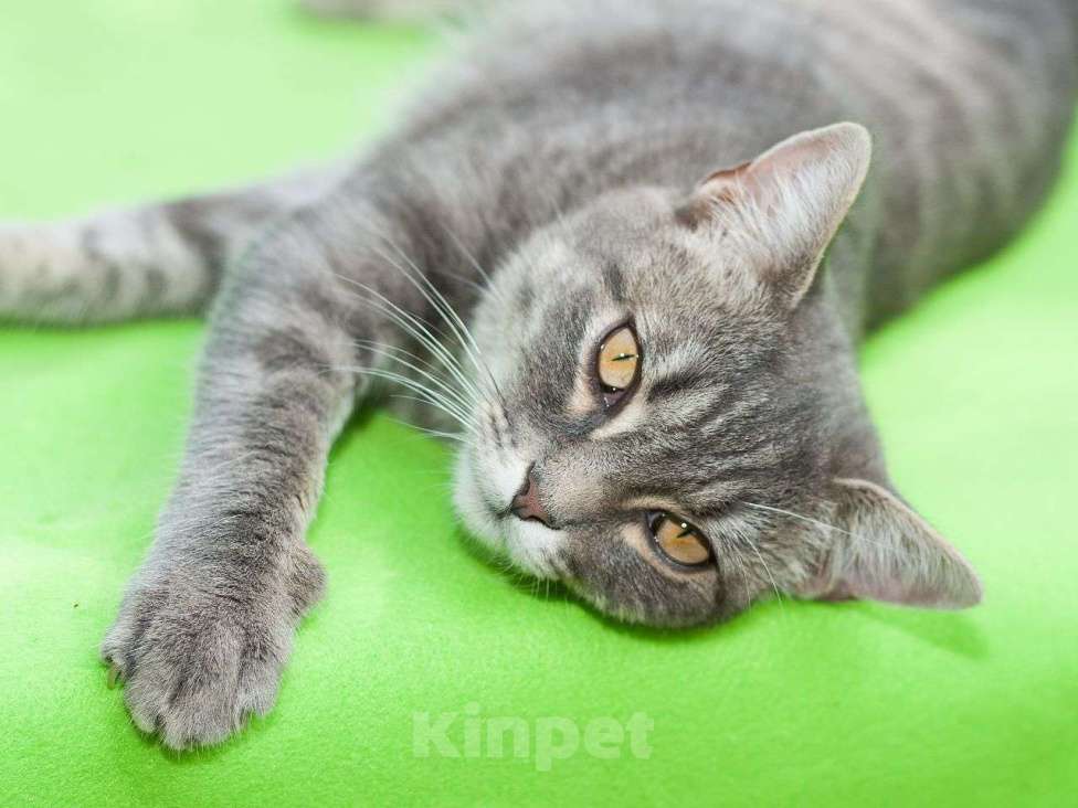 Кошки в Москве: Кошка Изабелла, молодая красавица в добрые руки Девочка, 1 руб. - фото 2