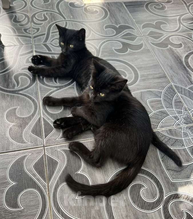 Кошки в Ставрополе: Отдам котят в добрые руки Девочка, Бесплатно - фото 2