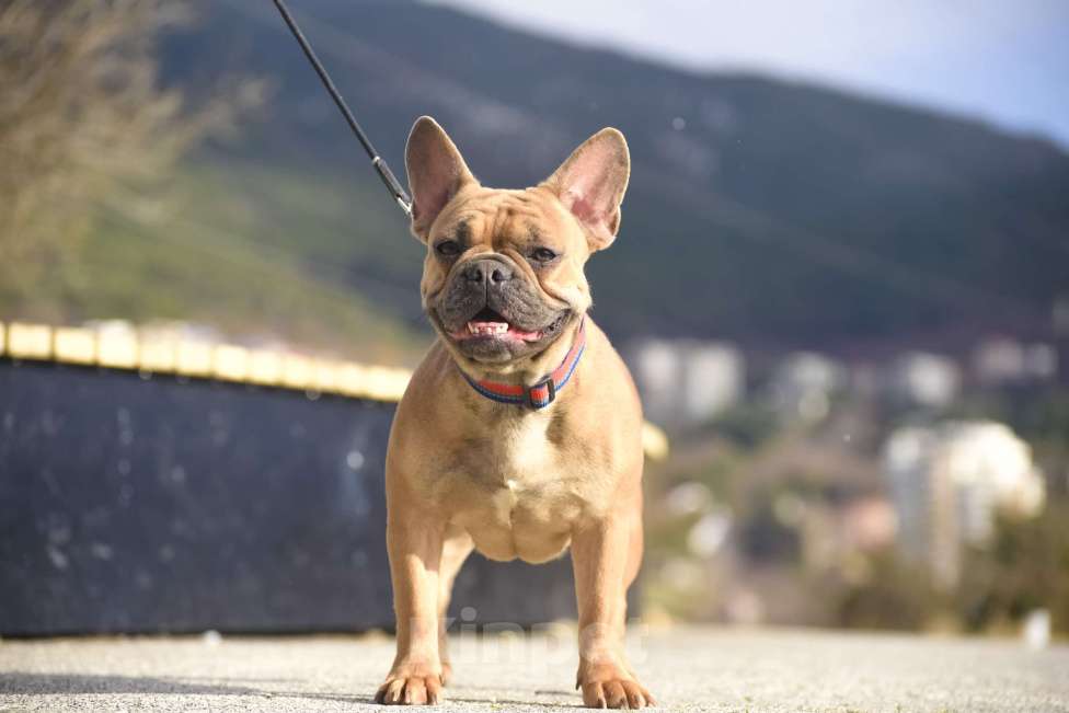 Собаки в Москве: девочка будет 2 годика  Девочка, 5 000 руб. - фото 1