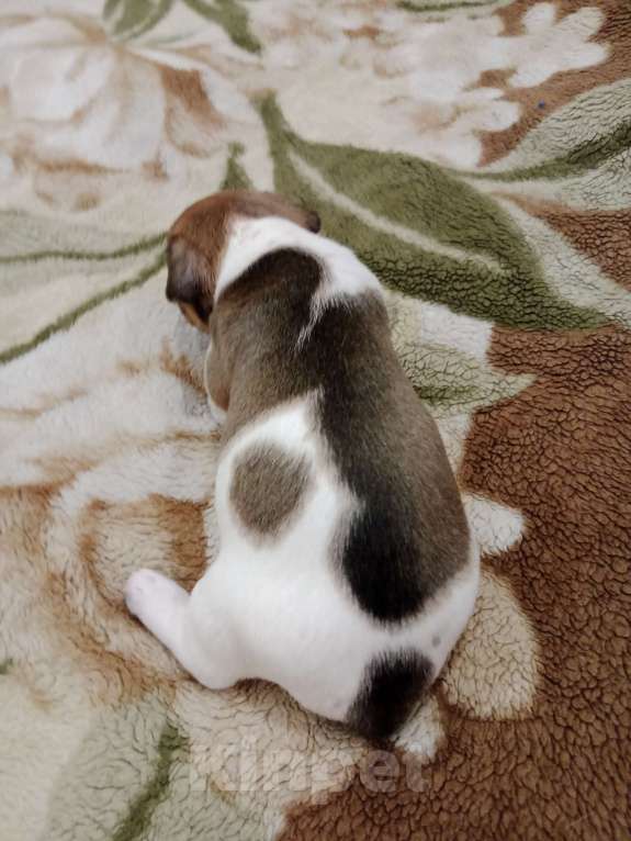 Собаки в Тольятти: Мальчик Мальчик, 20 000 руб. - фото 4