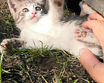 Кошки в Видном: Котёнок - девочка Девочка, 1 руб. - фото 4