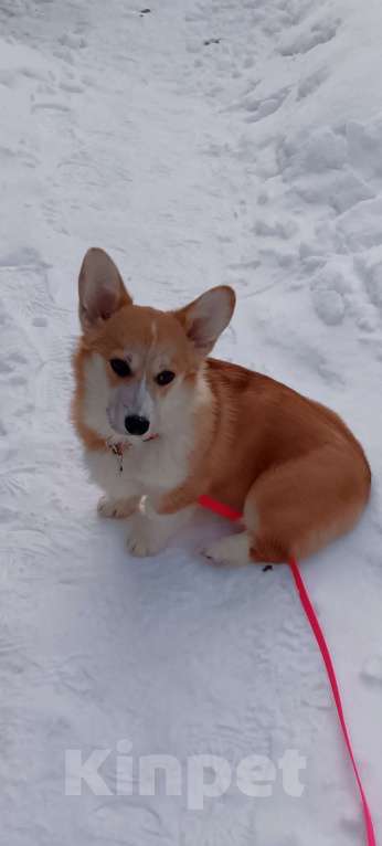 Собаки в Маркс: Продам щенка пемброк Девочка, Бесплатно - фото 4