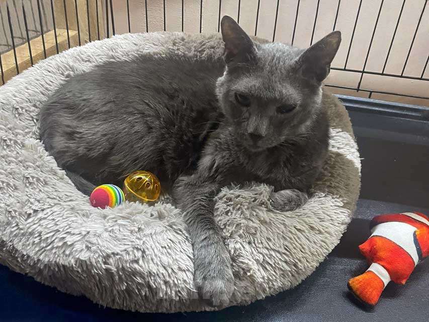 Кошки в Москве: Гера ищет дом: доверчивое сердце, которое верит в людей вопреки всему Мальчик, Бесплатно - фото 4