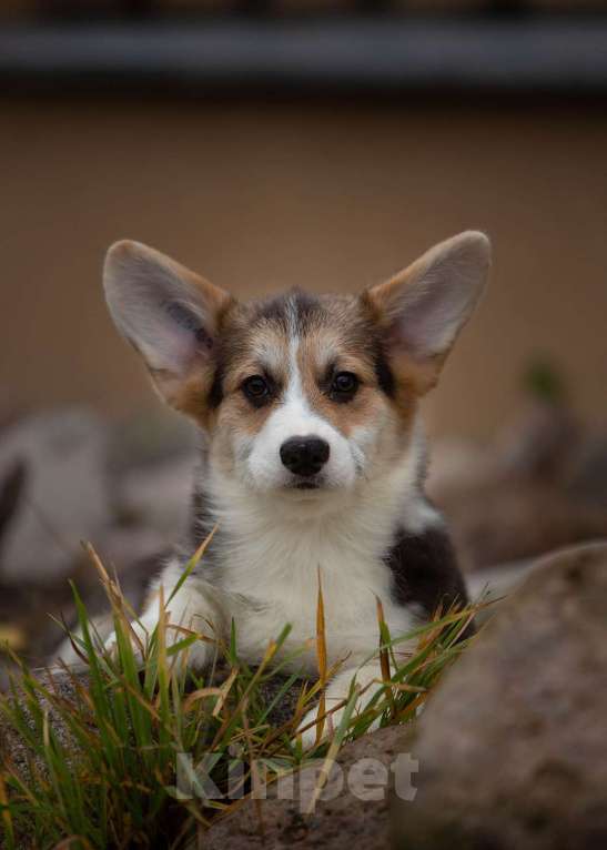 Собаки в Санкт-Петербурге: Мальчишка триколорного окраса Мальчик, 90 000 руб. - фото 1