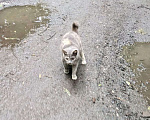 Кошки в Домодедово: Кошка «Дуся», 1,5–2 года — уличная, СТЕРИЛИЗОВАНА (по договору) Девочка, Бесплатно - фото 2