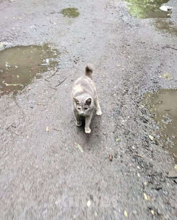 Кошки в Домодедово: Кошка «Дуся», 1,5–2 года — уличная, СТЕРИЛИЗОВАНА (по договору) Девочка, Бесплатно - фото 2