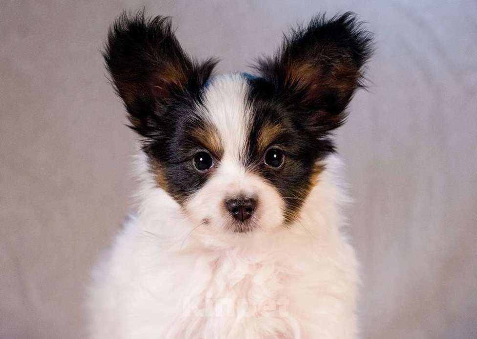 Собаки в Москве: щенок папийона Мальчик, 80 000 руб. - фото 1