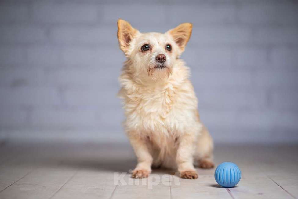 Собаки в Москве: Крошечная собачка Бэмби в добрые руки Девочка, 1 руб. - фото 7