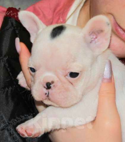 Собаки в Домодедово: Девочка французского бульдога  Девочка, 75 000 руб. - фото 1