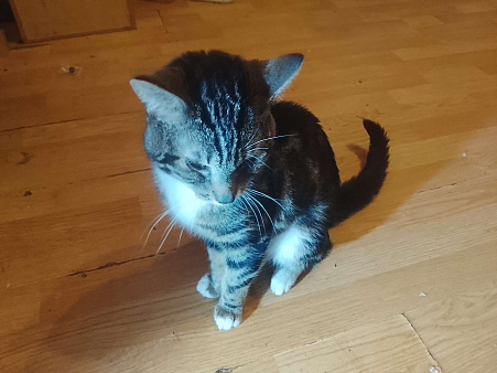 Отдаю кота в хорошие руки