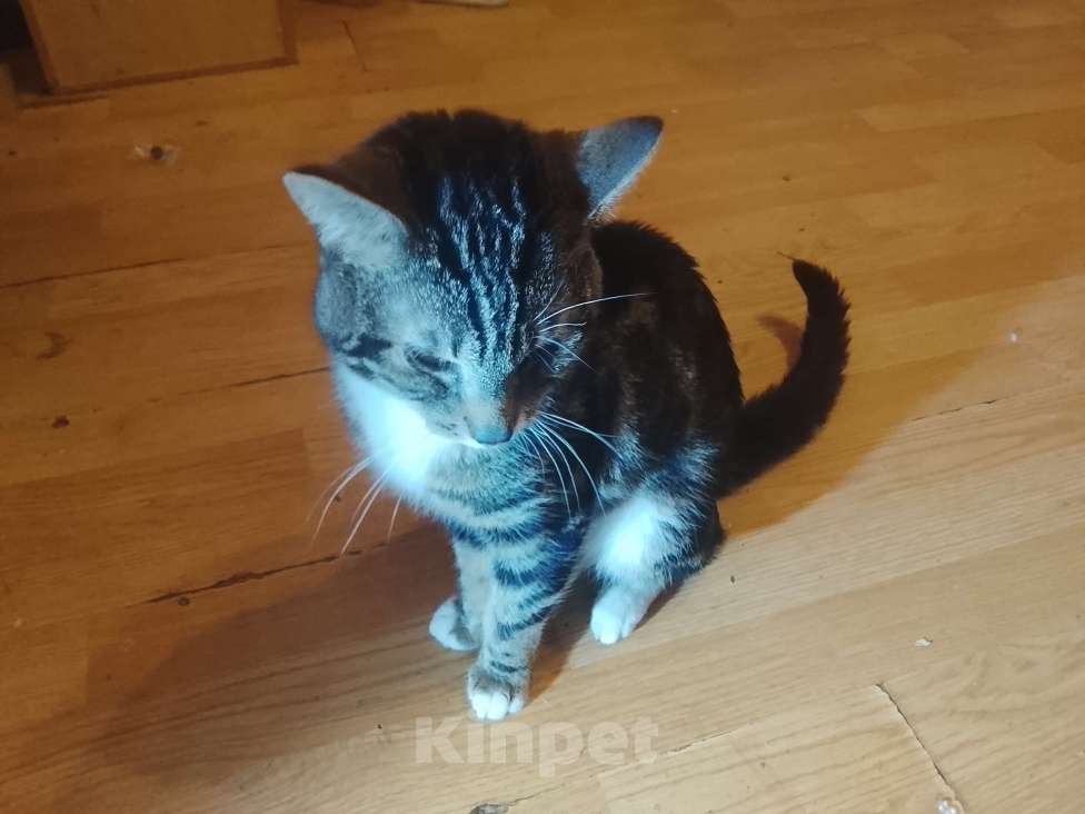 Кошки в Санкт-Петербурге: Отдаю кота в хорошие руки Мальчик, Бесплатно - фото 1
